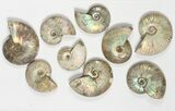 Lot: KG Silver Iridescent Ammonites (-) - Pieces #79437-1